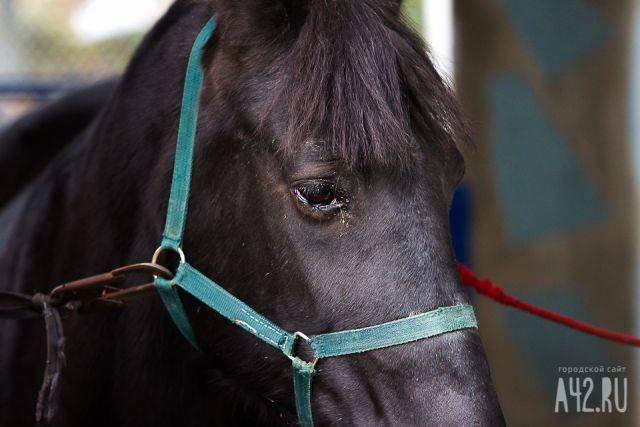 В Кузбассе четырёхлетнего мальчика сбила лошадь