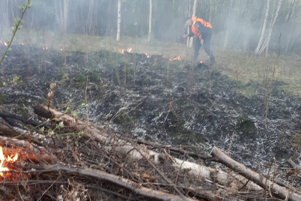 Причиной лесного пожара в Карелии стало замыкание высоковольтной линии