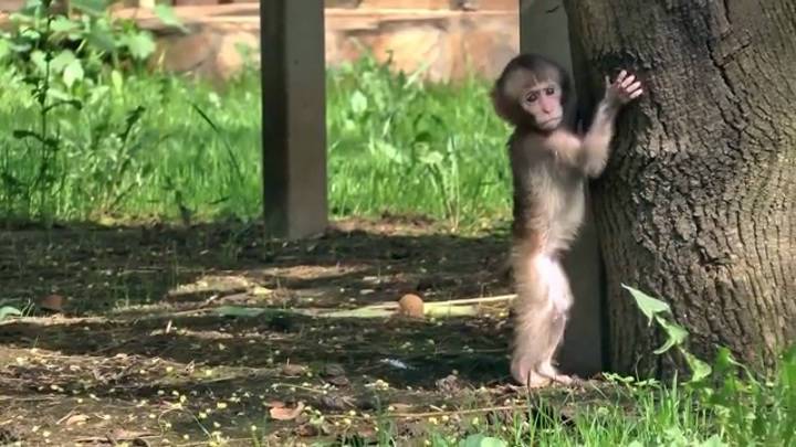 Видео из Сети. В Ленинградском зоопарке – пополнение в семействе японских макак