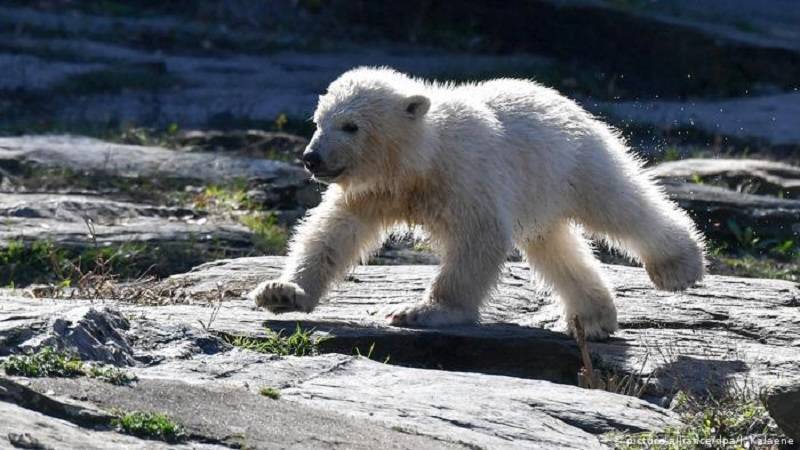 В Берлинском зоопарке случился инцест среди белых медведей из-за ошибки в российских документах