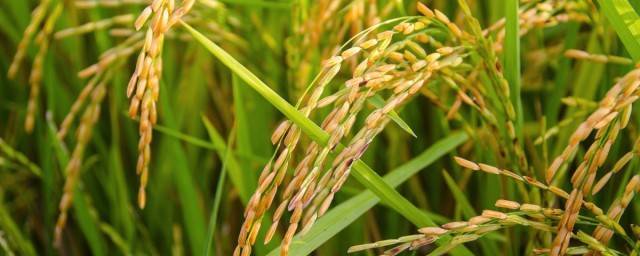 В Ростовской области на развитие рисоводства выделят 137 млн рублей