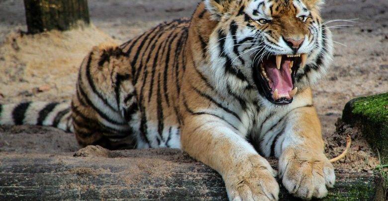 Тигрица выбежала из клетки зоопарка и растерзала работника