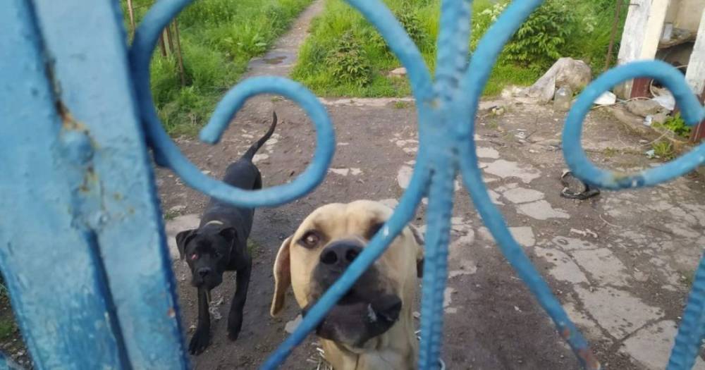 Под Одессой зоозащитники разоблачили наркоплантацию, спасая “бойцовских” собак