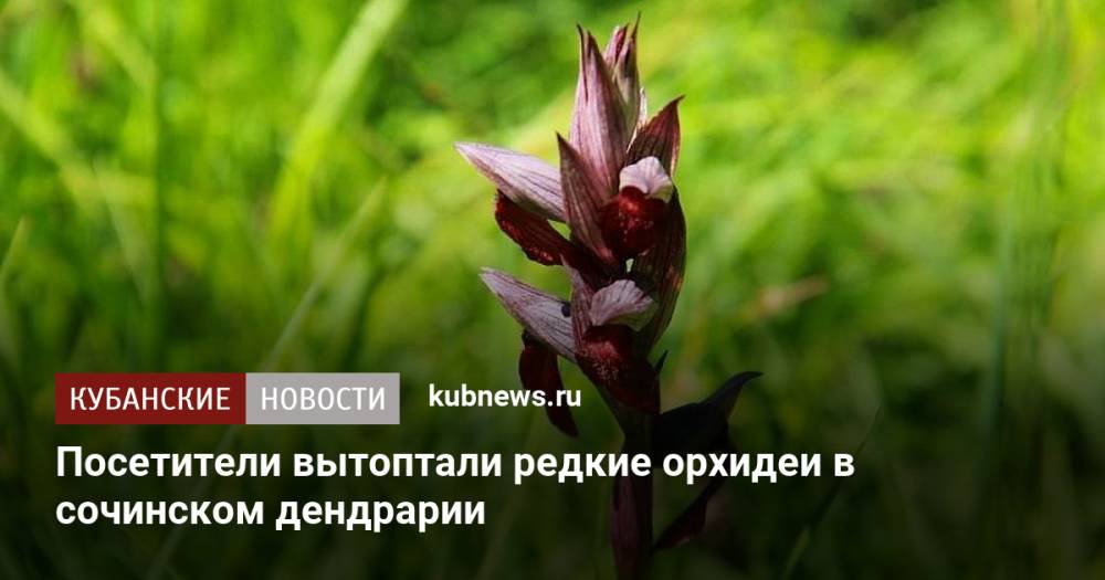 Посетители вытоптали редкие орхидеи в сочинском дендрарии