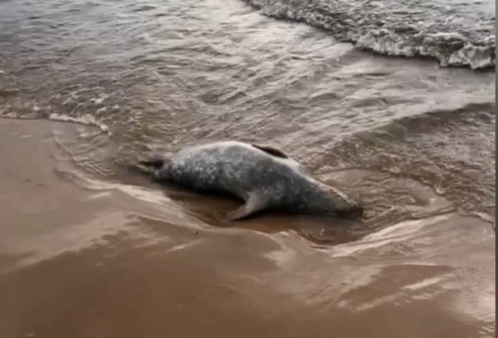 Не всех можно спасти: на берегу Финского залива был найден мёртвый тюлень