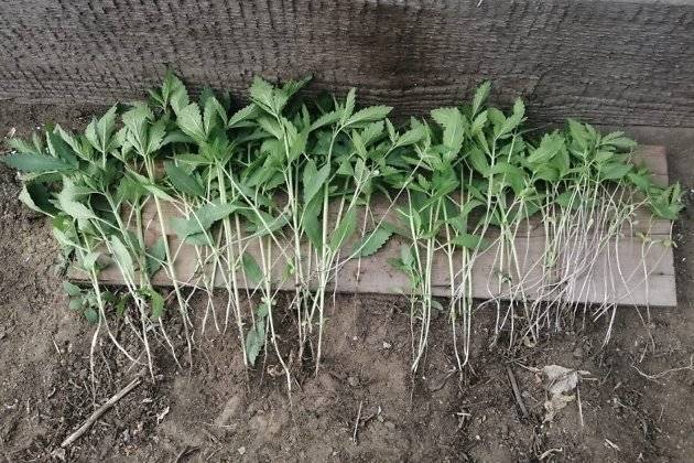 Житель посёлка Новокручининский вырастил 80 кустов конопли в своём огороде