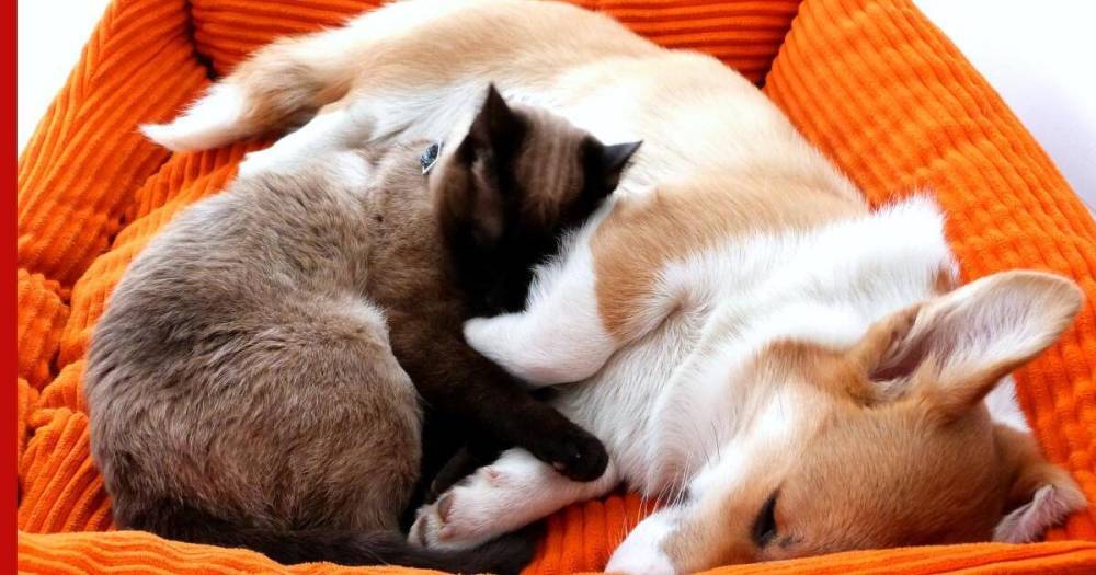 Живут как кошка с собакой: способы надолго приучить животных друг к другу