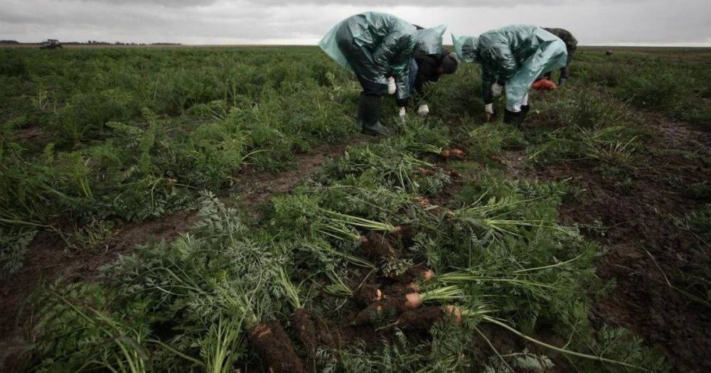 Аналитики оценили востребованность специалистов в сфере сельского хозяйства в Калининграде