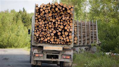 Правительство вводит пошлины на экспорт отдельных видов грубо обработанной древесины