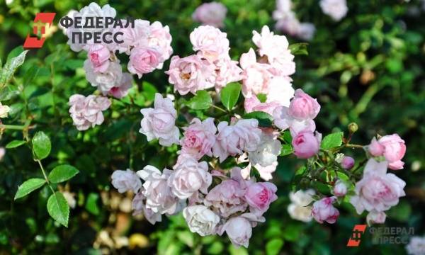 Плату за вход в Ботанический сад Екатеринбурга отменили из-за бюрократии