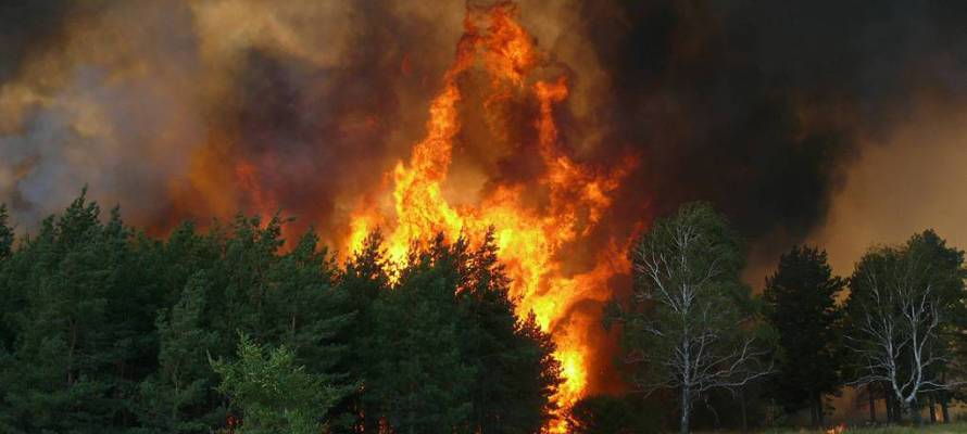 За сутки в Карелии выгорело более 17 гектаров леса