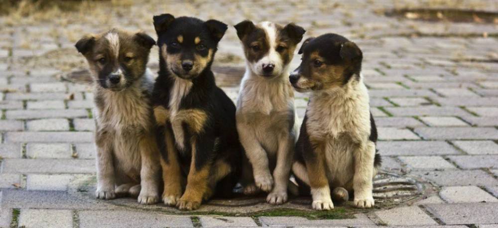 В Мурманске изменились правила проверки на агрессию бездомных животных