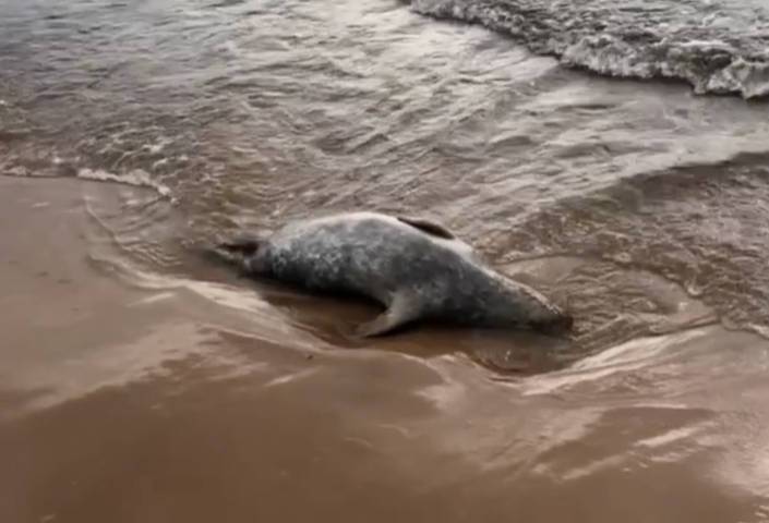 Жителей Петербурга и Ленобласти попросили сообщать об обнаружении мёртвых тюленей
