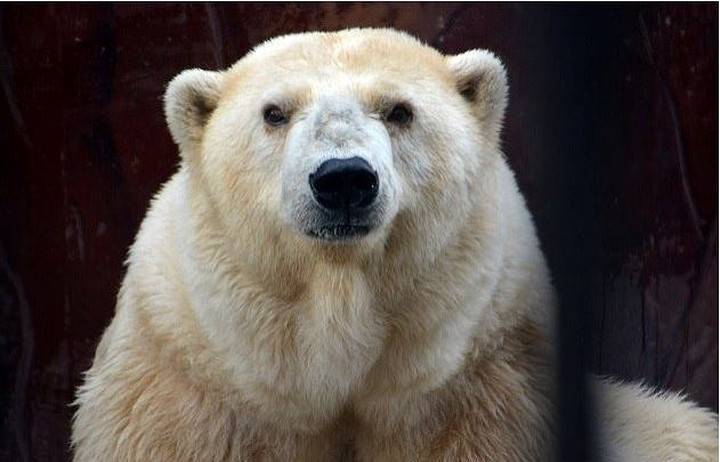 Спасенную в Якутии белую медведицу эвакуировали на реабилитацию в Москву
