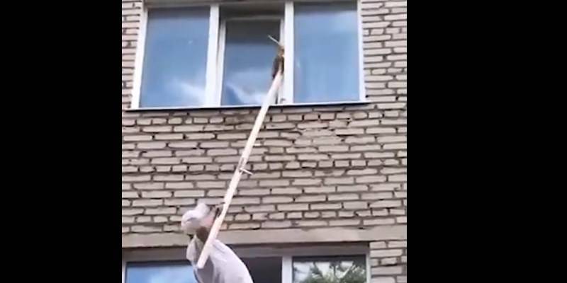 В российском Лениногорске пожилой мужчина спас застрявшего в окне кота от смерти, видео - ТЕЛЕГРАФ