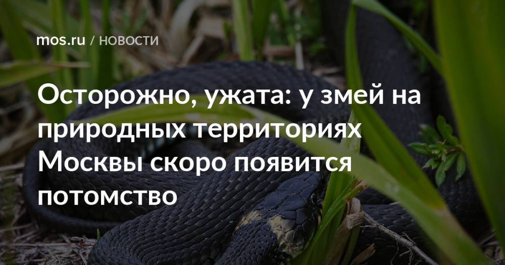 Осторожно, ужата: у змей на природных территориях Москвы скоро появится потомство