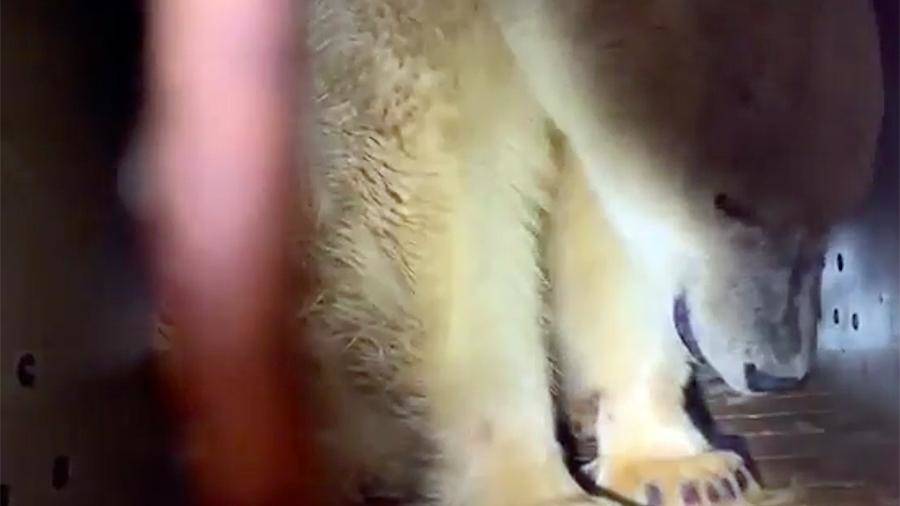 Появилось видео доставки из Якутии в Москву спасенной белой медведицы