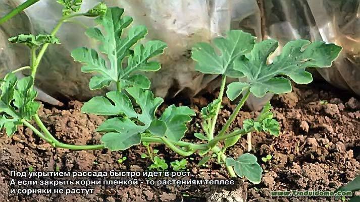 Выращивание арбузов в Подмосковье – посадка и уход, мои отзывы и советы