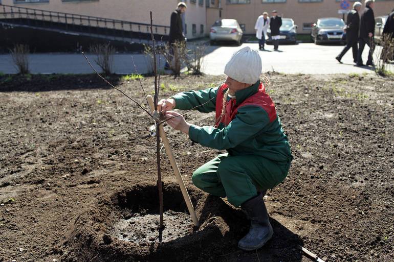 Более 50 тысяч кустов и 6 тысяч деревьев высадили в Петербурге весной