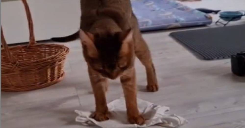 Четырехлапая Золушка: кошка редкой породы прославилась в Сети умением мыть полы (видео)