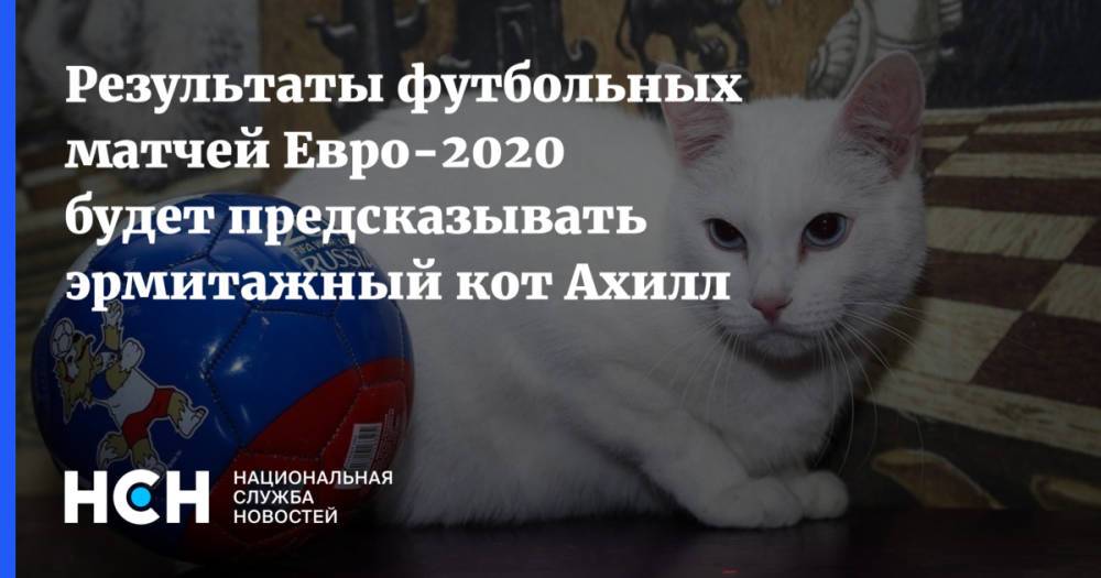 Результаты футбольных матчей Евро-2020 будет предсказывать эрмитажный кот Ахилл