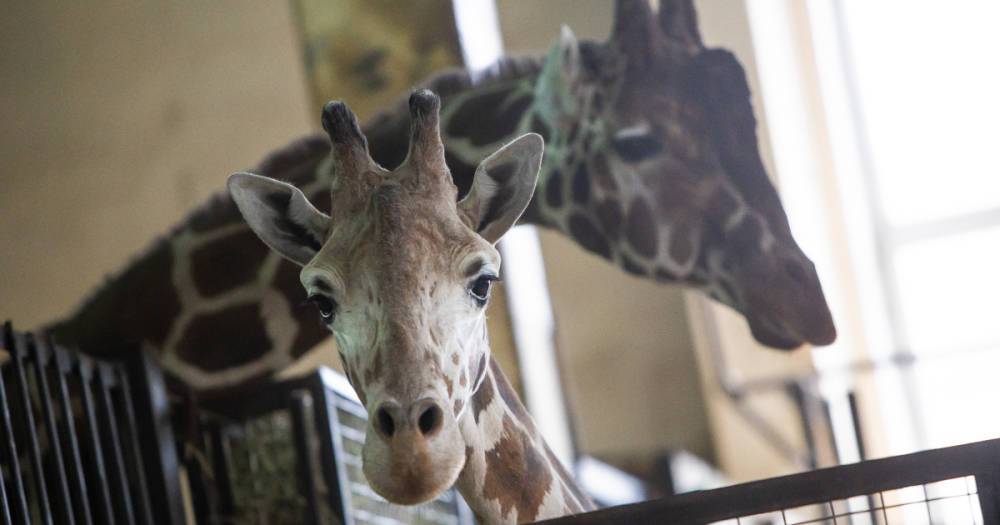 Может сломать шею: директор Калининградского зоопарка — о том, почему нельзя кормить жирафа яблоками