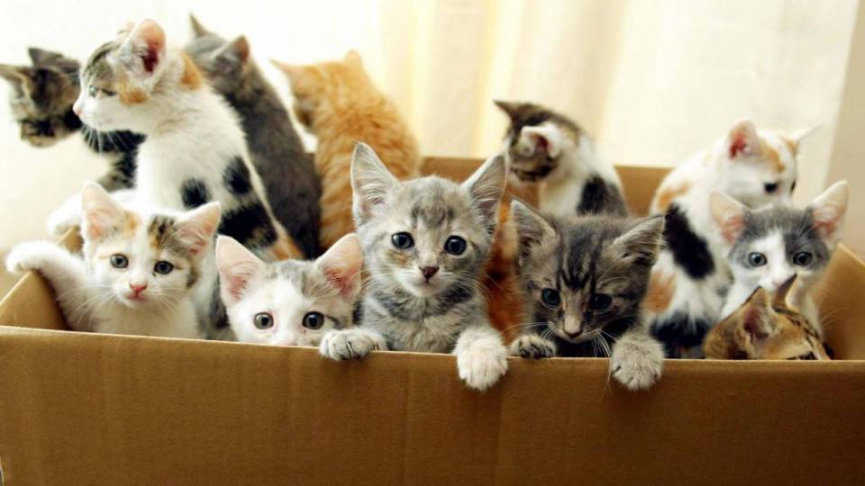 В одесской квартире заморили голодом три десятка котят (видео 18+)