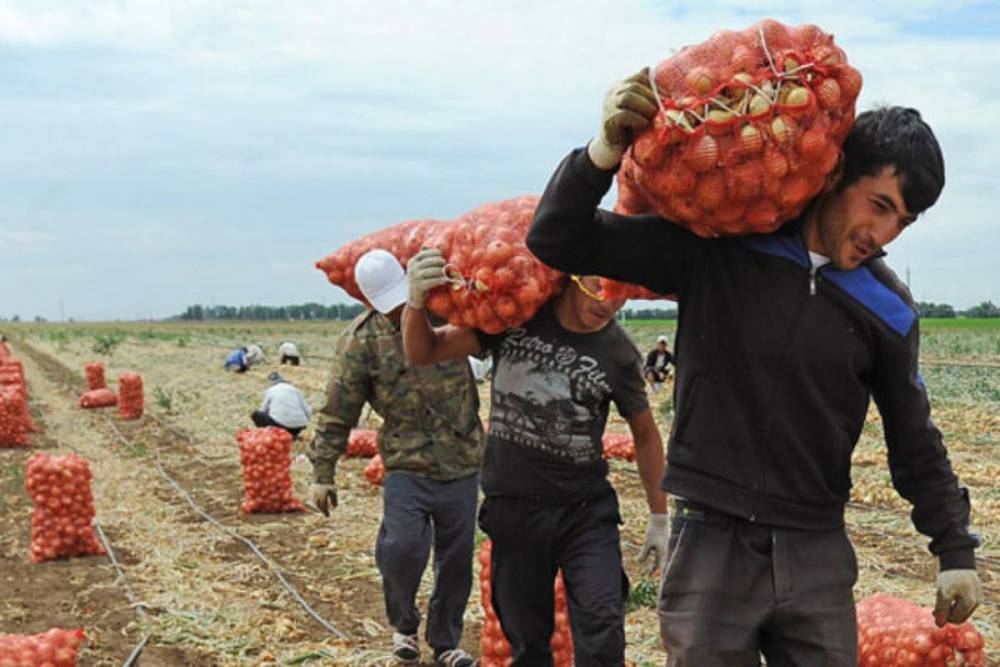 Мигранты устроили войну с фермерами за зарплаты