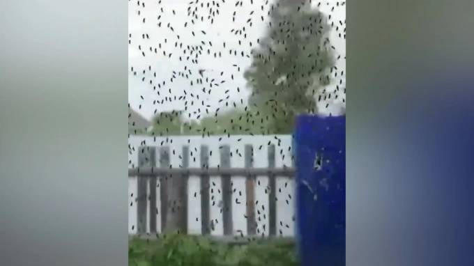 Нашествие мошек в Ульяновской области сняли на видео