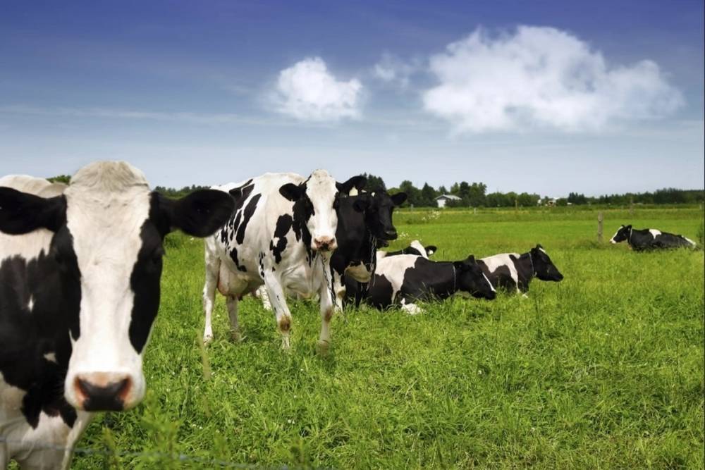 В Ярославской области 4 коровы погибли от удара током