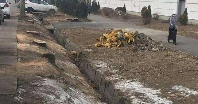 В Алматы дизайнера оштрафовали на $9,5 тыс. за вырубку 13 деревьев