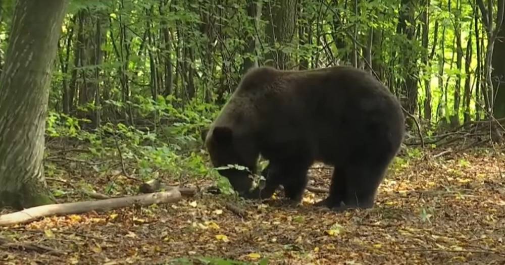 Голодные медведи терроризируют Прикарпатье: разоряют пасеки и убивают животных (видео)