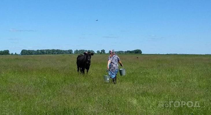 В Чувашии владельцам коров начали раздавать деньги