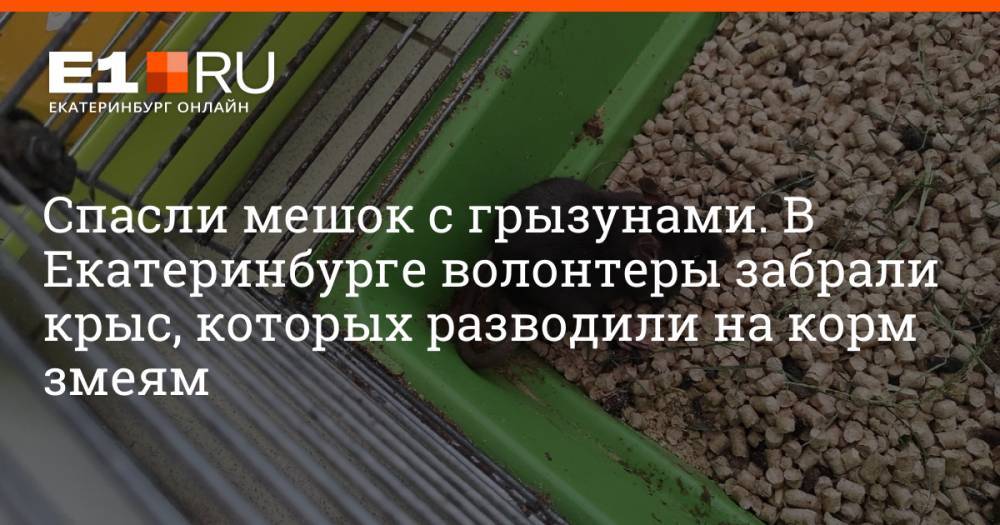 Спасли мешок с грызунами. В Екатеринбурге волонтеры забрали крыс, которых разводили на корм змеям