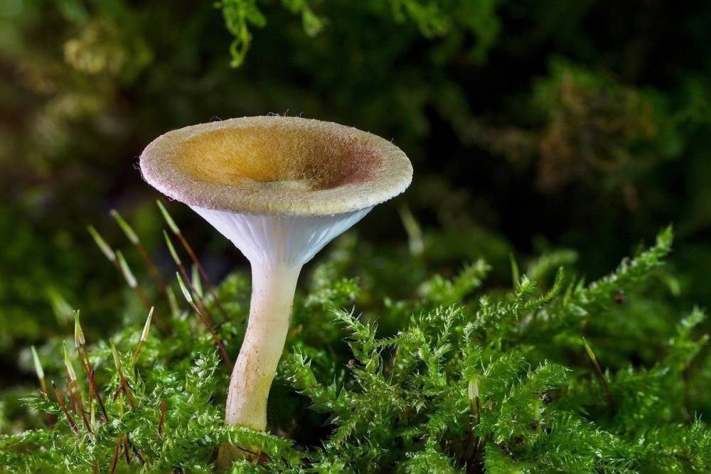 Первые грибы появились в Томской области