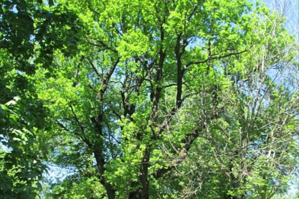 Тверской дуб примет участие в конкурсе за статус главного дерева страны
