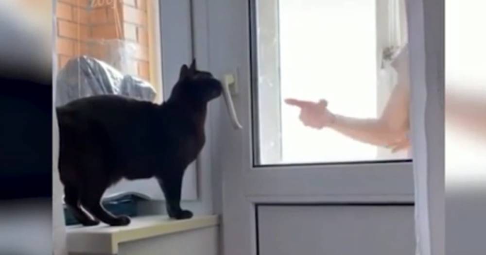 Пушистый гений: кот научился открывать дверь на балкон и поразил Сеть