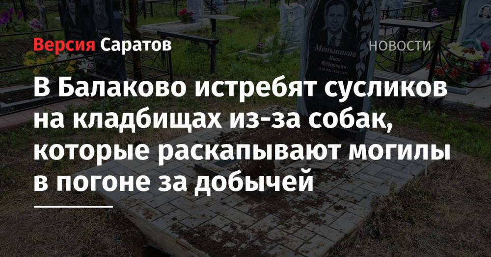 В Балаково истребят сусликов на кладбищах из-за собак, которые раскапывают могилы в погоне за добычей