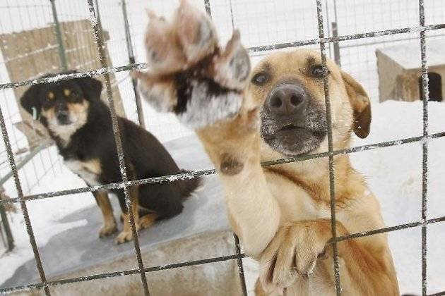 Депутаты гордумы Читы поддержали решение о введении маркировки домашних животных