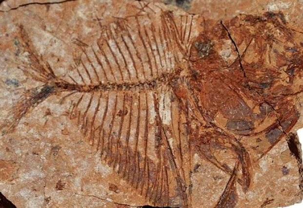​Ученые нашли окаменелости рыб, которым 56 млн лет
