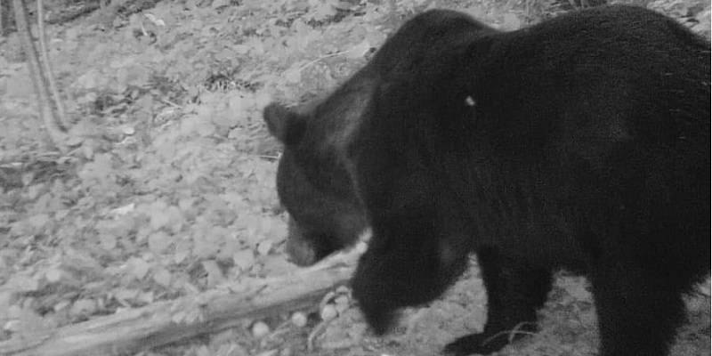 В Прикарпатье голодные медведи убивают домашний скот, ломают улья и могут встретиться с туристами - ТЕЛЕГРАФ