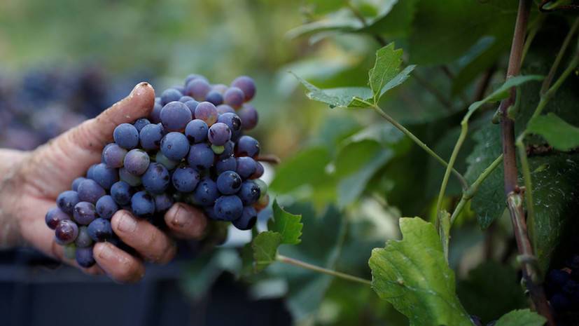 Аграрии Севастополя планируют заложить ещё 200 га виноградников в 2021 году