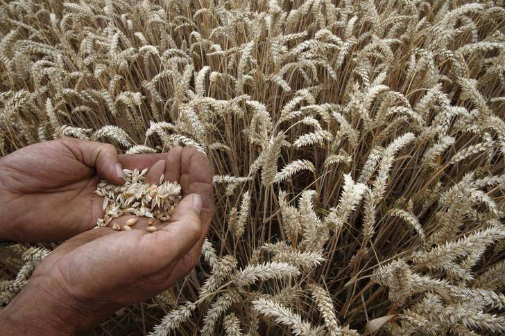 СовЭкон понизил прогноз урожая пшеницы в РФ в 21г до 80,9 млн т