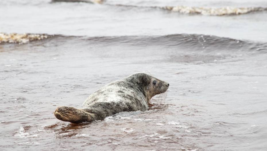 Двух тюленей вернули в Финский залив после реабилитации