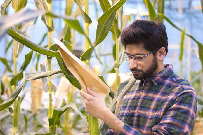 Ученые нашли способ вывести кукурузу, которой понадобится меньше воды