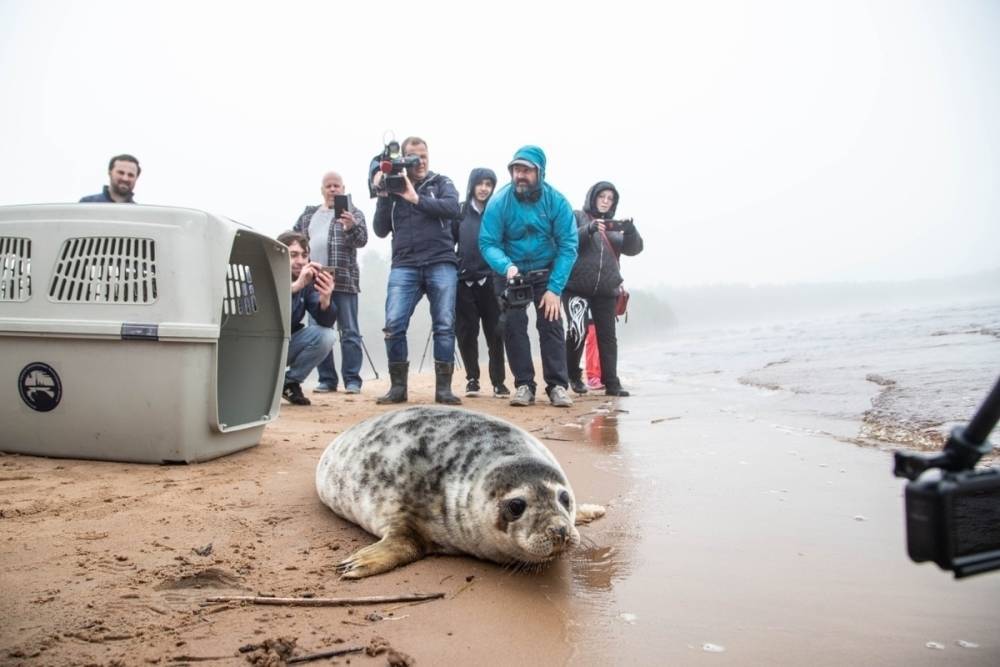 У тюленей прошел первый «выпускной» на Финском заливе