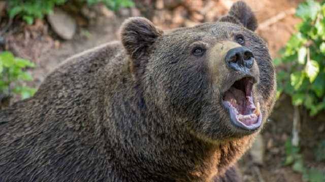 На Прикарпатті ведмеді атакують села: вже другий випадок, коли тварина покинула гірську домівку