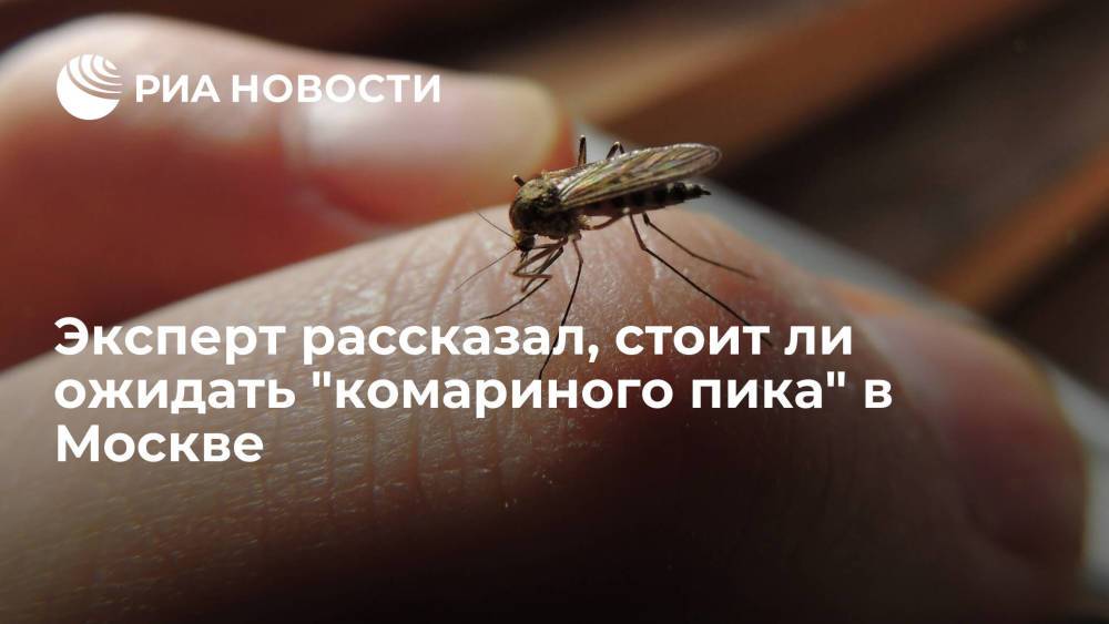Эксперт рассказал, стоит ли ожидать "комариного пика" в Москве