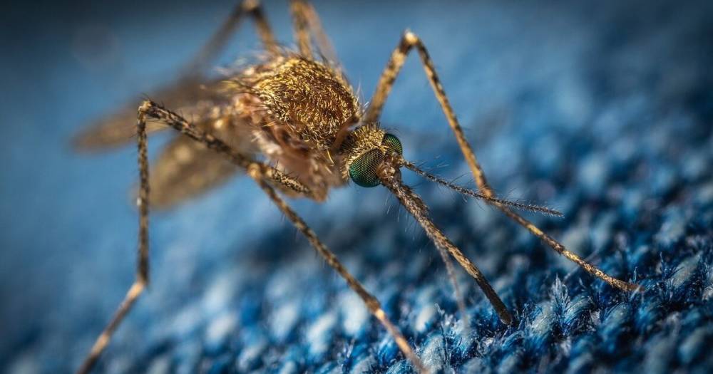 Биолог оценил вероятность наступления «комариного пика» в Москве