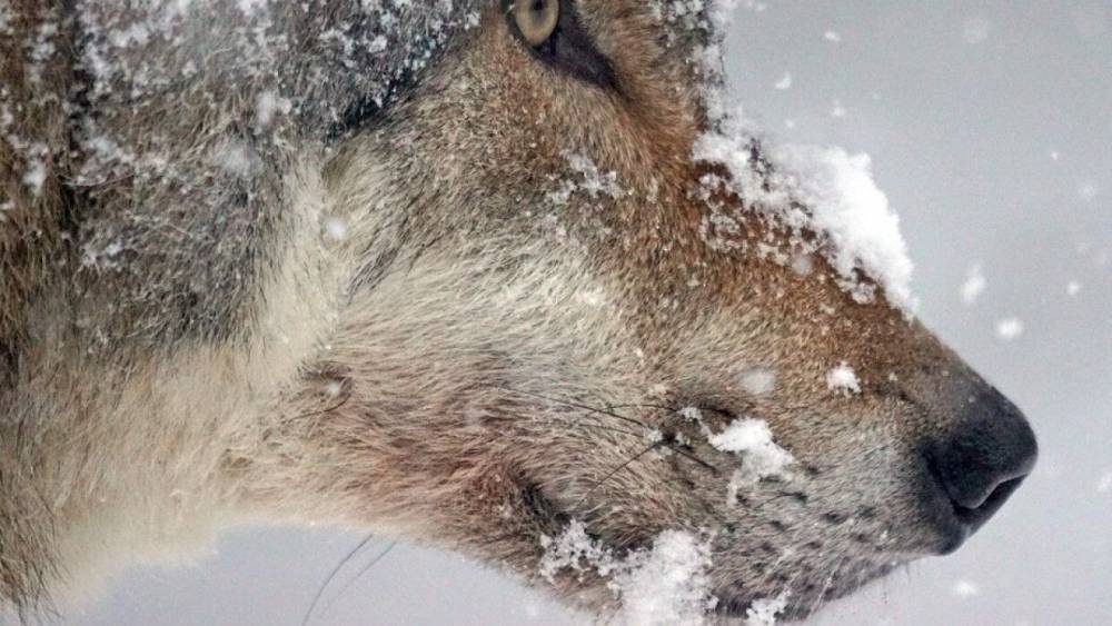 Волчица в Ленобласти по ночам пожирает домашних животных